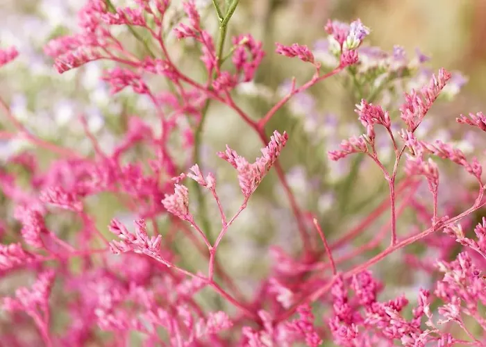 La Merella Holiday home Rapallo